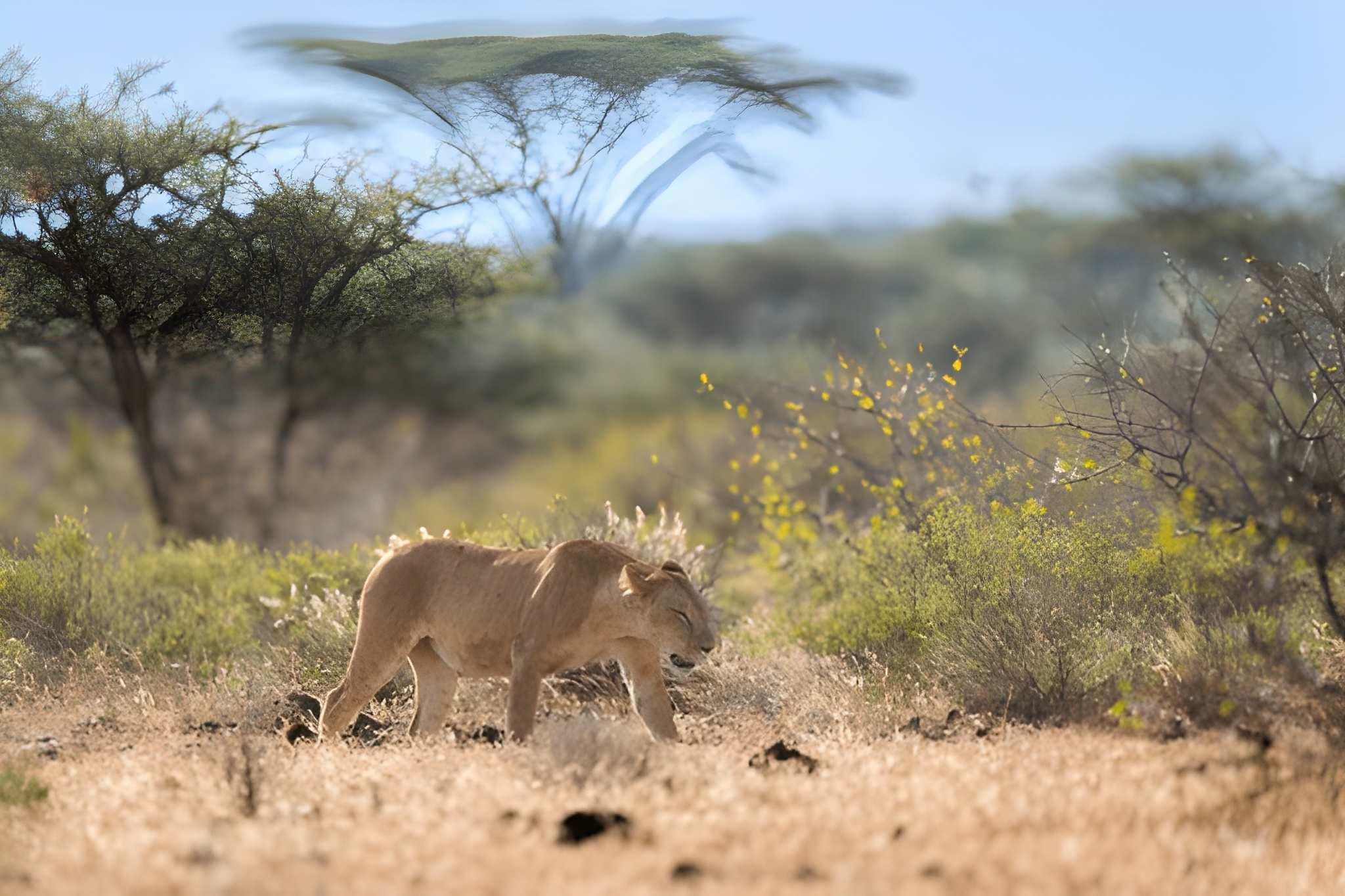 Rough North Kenya 12-Day Northern Kenya Immersion | Full Turkana & Cultural Safari