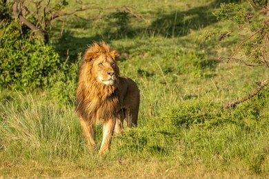 3-Day Masai Mara Budget Safari | Rough North Kenya