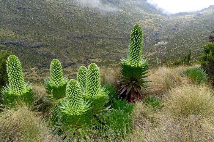 Rough North Kenya, Luxury Tours  5-Day Mt Kenya Climb – Chogoria Route | Rough North Kenya